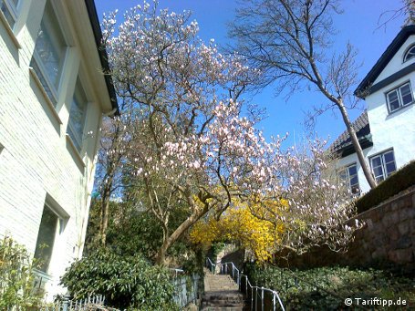 Fr&uuml;hling in Blankenese: Die Bl&uuml;ten dieses Baums werden leider nicht sonderlich detailliert dargestellt